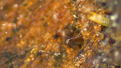 Actinobacteria