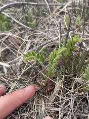 Astragalus cicer