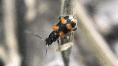 Acalymma peregrinum