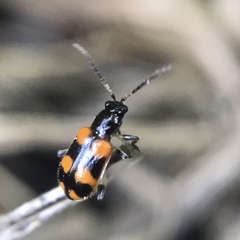 Acalymma peregrinum
