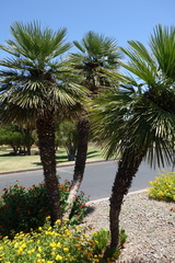 Chamaerops humilis