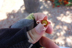 Brachychiton populneus