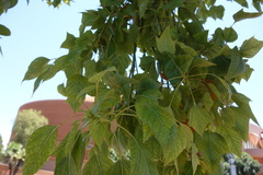 Brachychiton populneus