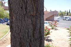 Brachychiton populneus