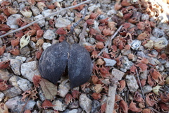 Brachychiton populneus