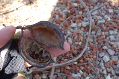 Brachychiton populneus