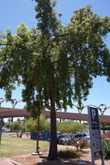 Brachychiton populneus