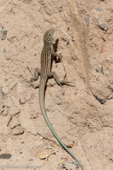 Aspidoscelis neomexicanus