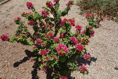 Bougainvillea
