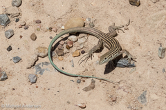 Aspidoscelis neomexicanus