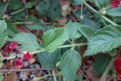 Lantana