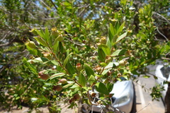 Myrtus communis