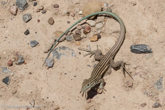 Aspidoscelis neomexicanus