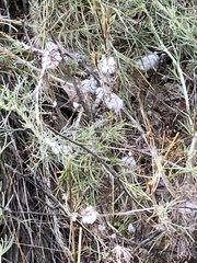 Rhopalomyia floccosa