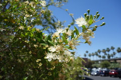 Myrtus communis