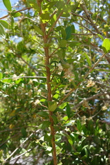 Myrtus communis