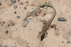 Aspidoscelis neomexicanus