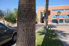 Washingtonia robusta