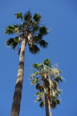 Washingtonia robusta