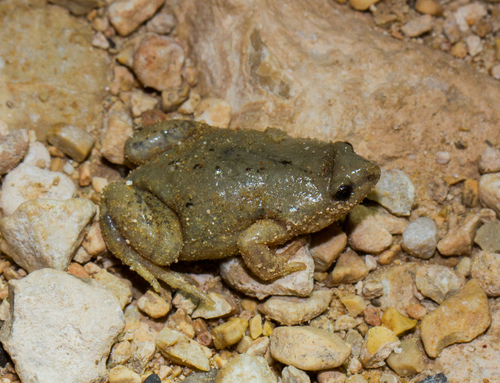 Western Narrow-mouthed Toad