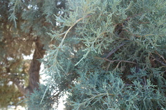 Juniperus
