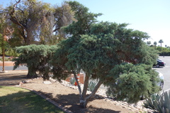 Juniperus