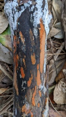Hypoxylon