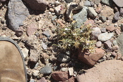 Ipomopsis gossypifera