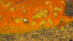 Hypoxylon
