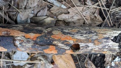 Hypoxylon