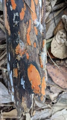 Hypoxylon