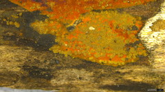 Hypoxylon