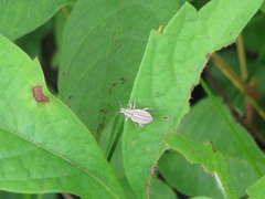Aphrastus taeniatus