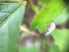 Aphrastus taeniatus