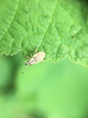 Aphrastus taeniatus