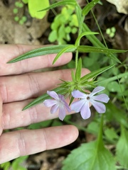 Phlox pilosa deamii