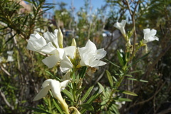 Nerium oleander