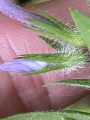 Phlox pilosa deamii