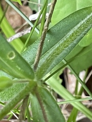 Phlox pilosa deamii