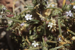 Ipomopsis gossypifera