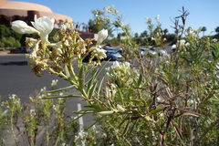 Nerium oleander