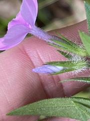 Phlox pilosa deamii
