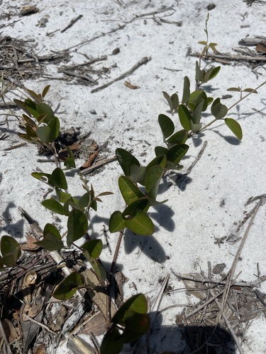 Image of Galactia purshii by (c) Brandon Corder, some rights reserved (CC BY)