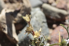 Ipomopsis gossypifera