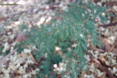 Mimosoideae