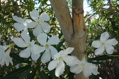 Nerium oleander