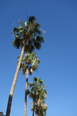 Washingtonia robusta