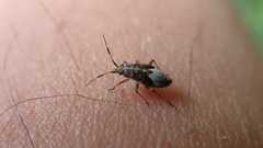 Deraeocoris flavilinea