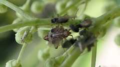 Deraeocoris flavilinea