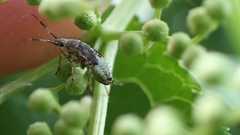 Deraeocoris flavilinea